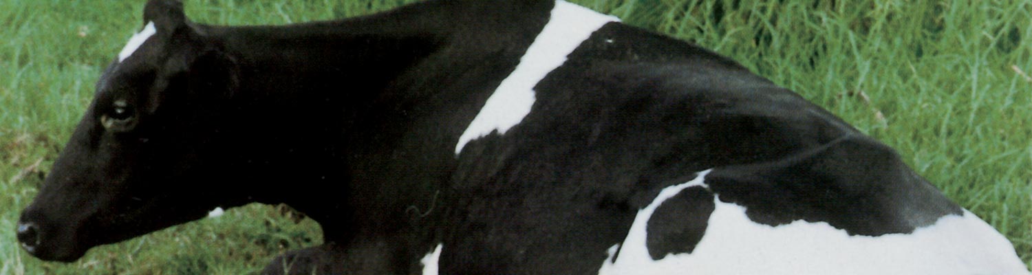 Bovine ephemeral fever
