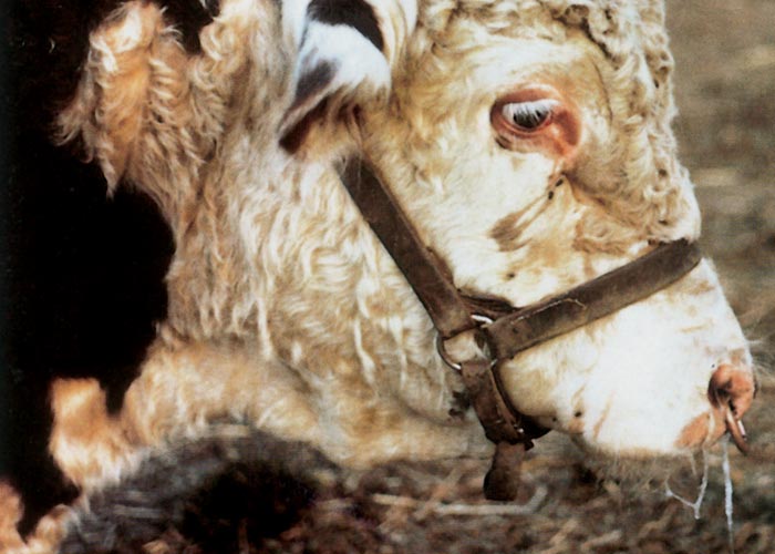 Bovine ephemeral fever