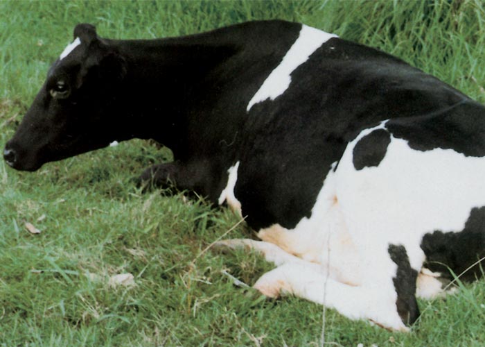 Bovine ephemeral fever