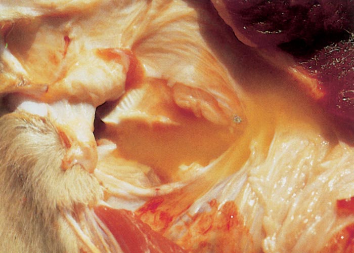 Bovine ephemeral fever