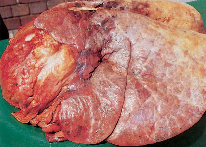 Bovine ephemeral fever