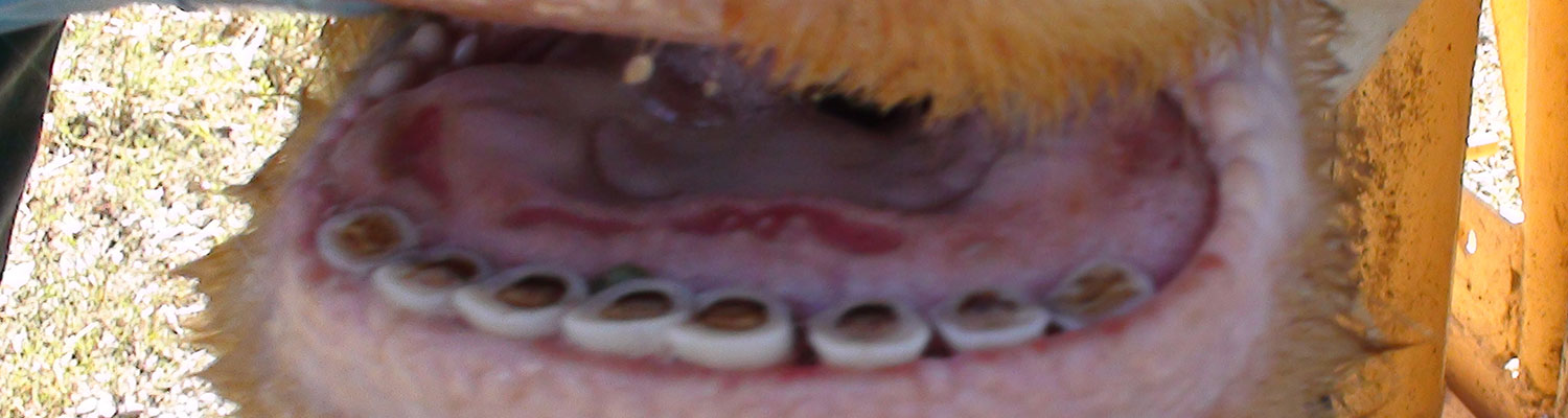 Epizootic haemorrhagic disease