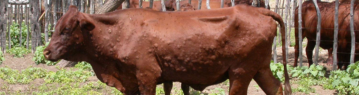 Lumpy skin disease