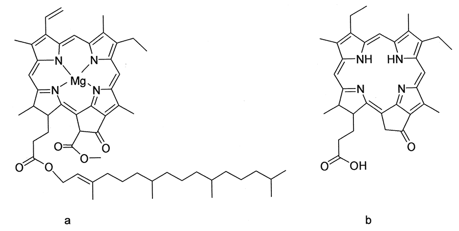 Liver