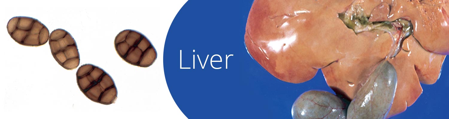 Liver