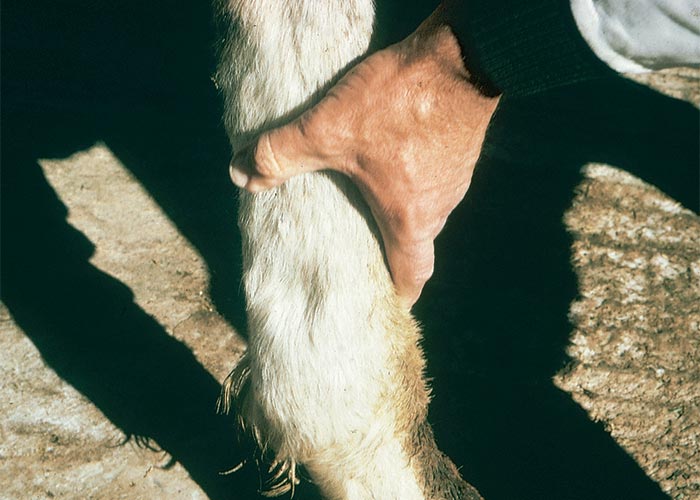 Central Nervous System