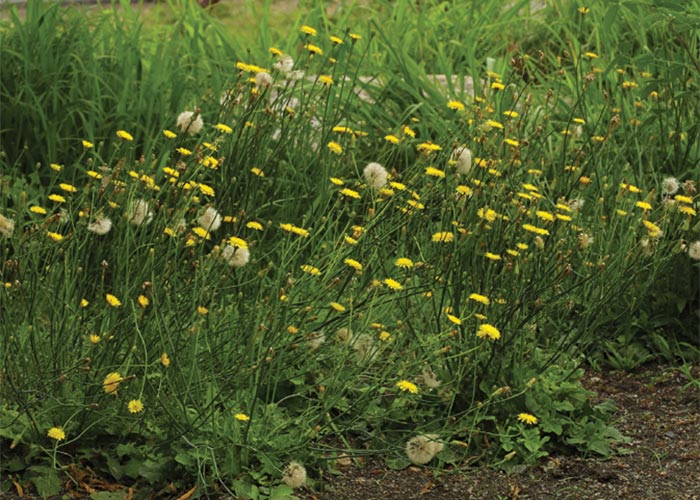 Central Nervous System