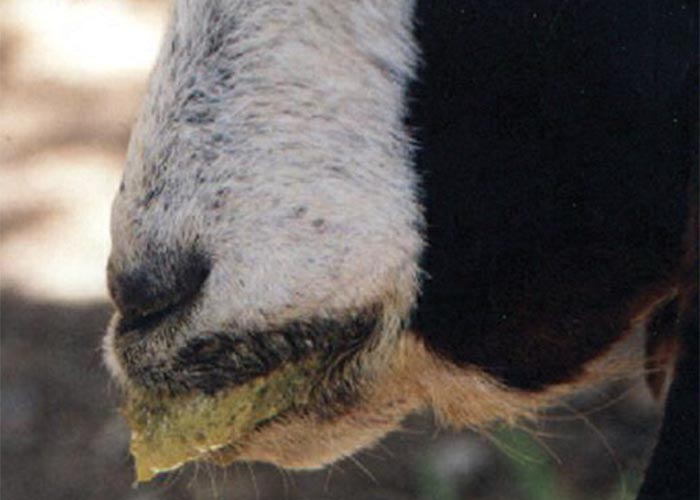 Central Nervous System