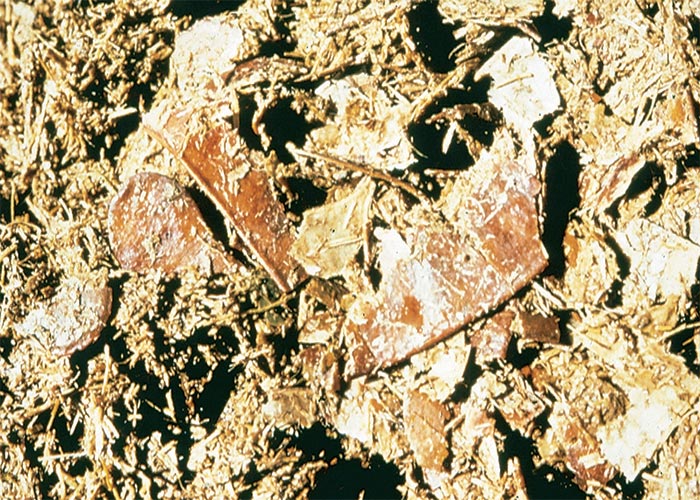 Central Nervous System