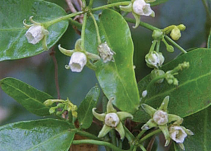 Central Nervous System