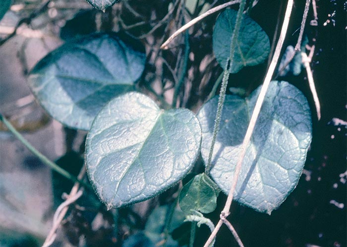 Central Nervous System