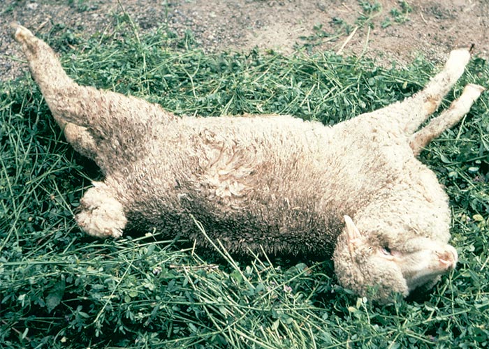 Central Nervous System