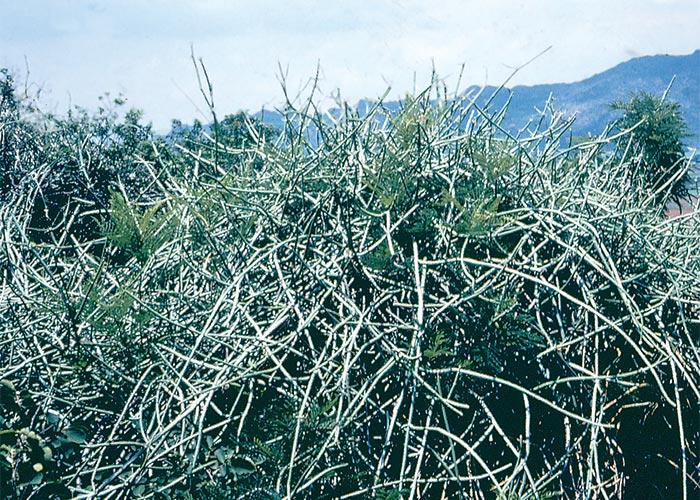 Central Nervous System