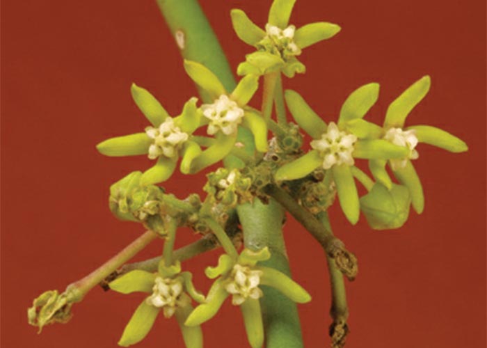 Central Nervous System