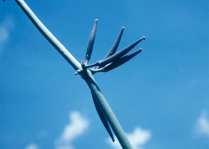 Central Nervous System