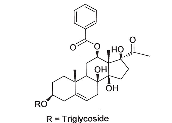Central Nervous System