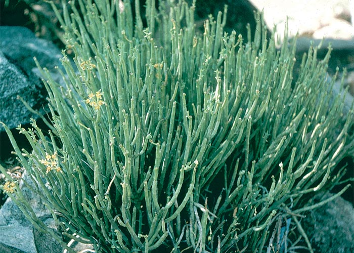 Central Nervous System