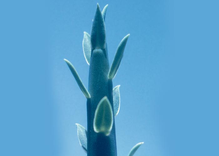 Central Nervous System