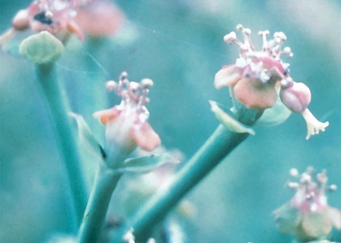 Central Nervous System