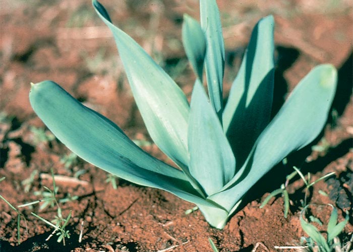 Central Nervous System