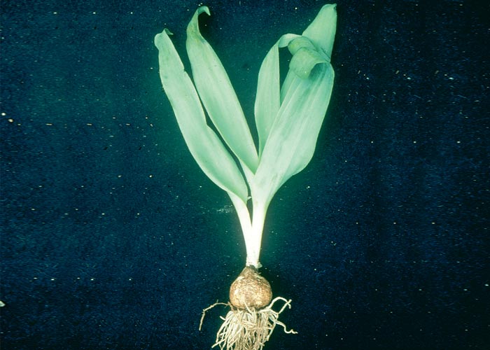 Central Nervous System