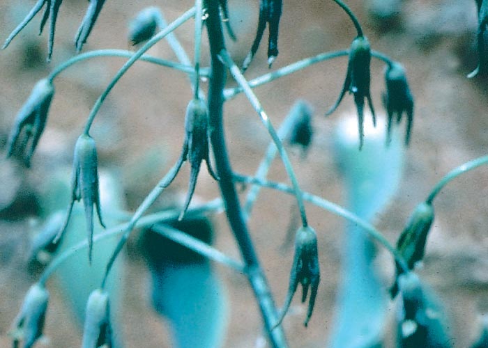 Central Nervous System
