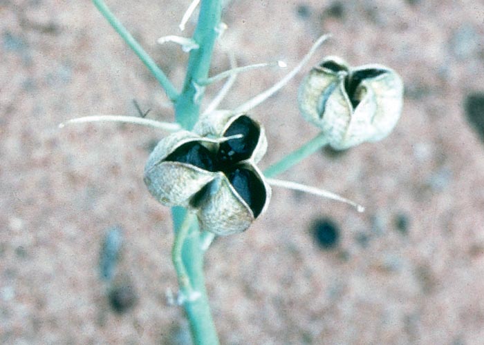 Central Nervous System