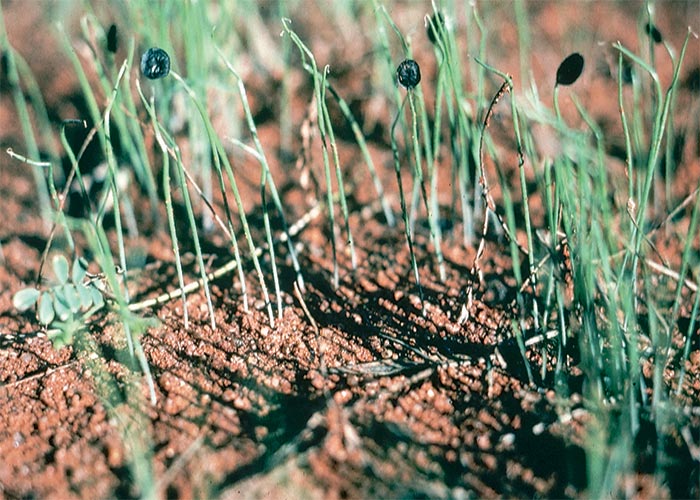 Central Nervous System
