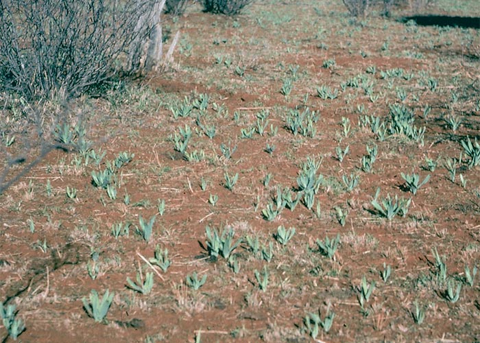 Central Nervous System