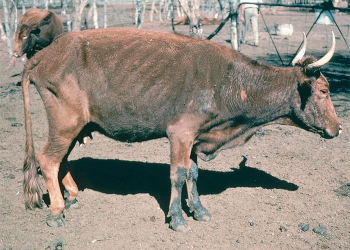 Central Nervous System