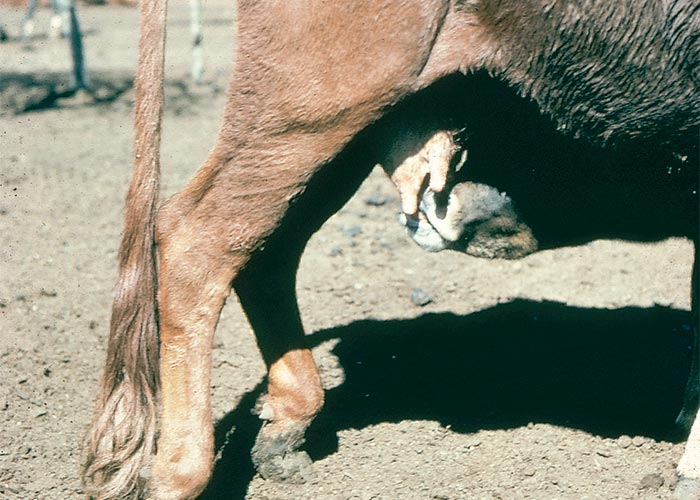 Central Nervous System