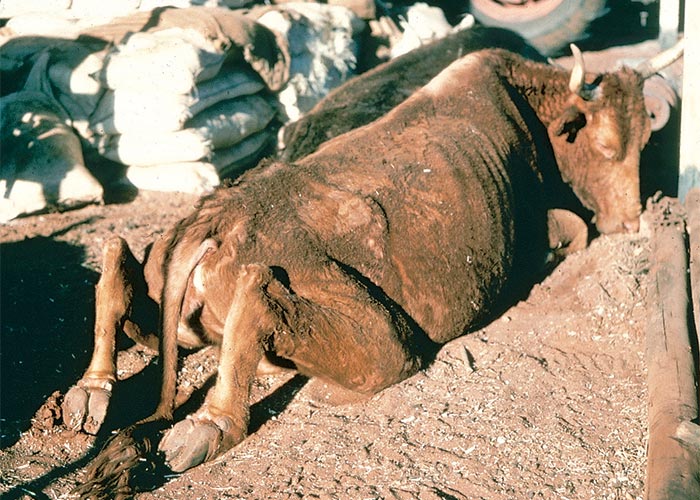 Central Nervous System