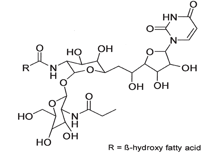 Central Nervous System