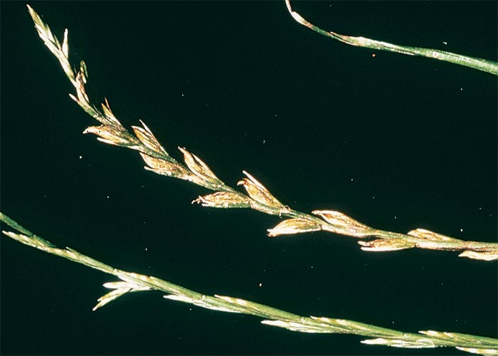 Central Nervous System