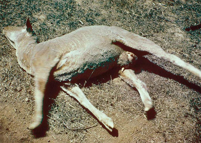 Central Nervous System