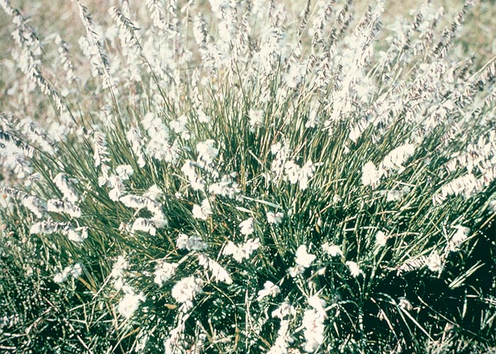 Central Nervous System