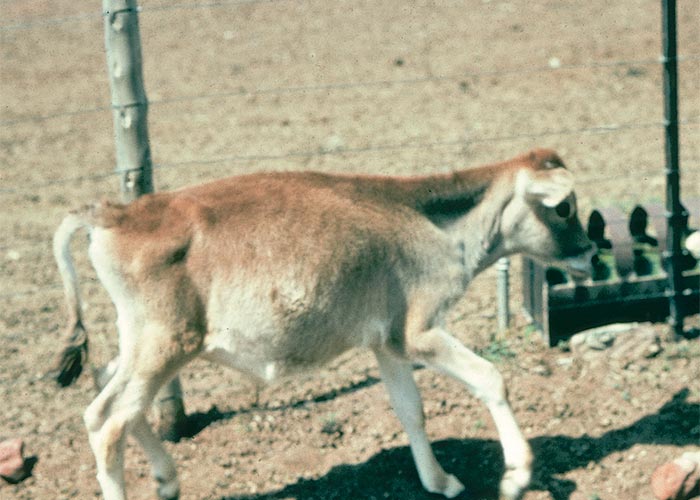 Central Nervous System
