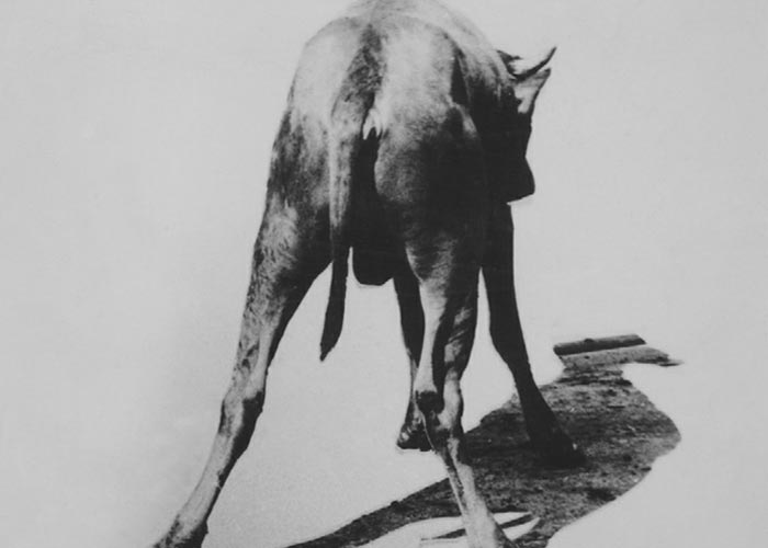 Central Nervous System