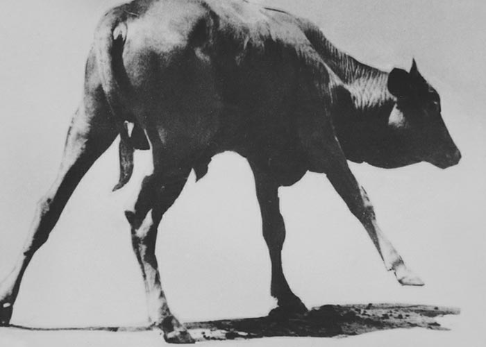 Central Nervous System