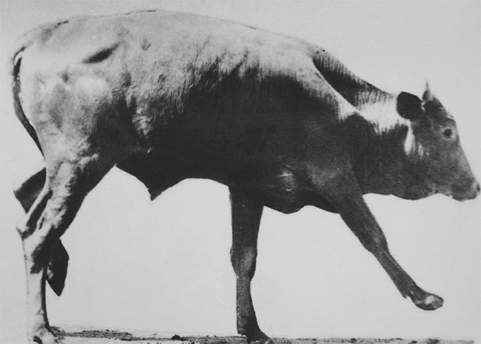 Central Nervous System