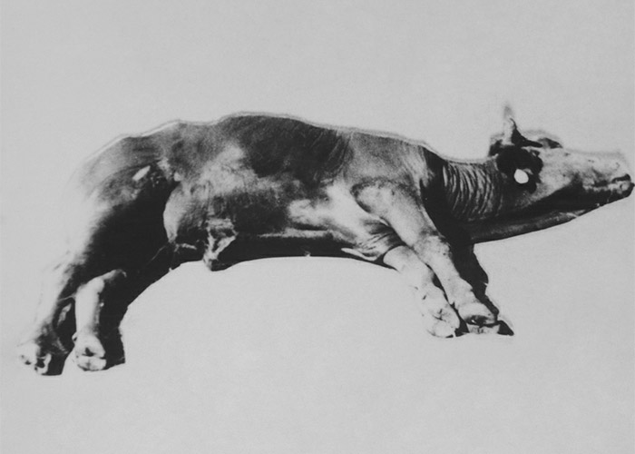 Central Nervous System