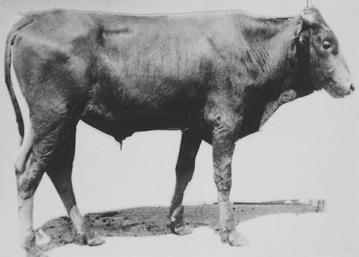 Central Nervous System