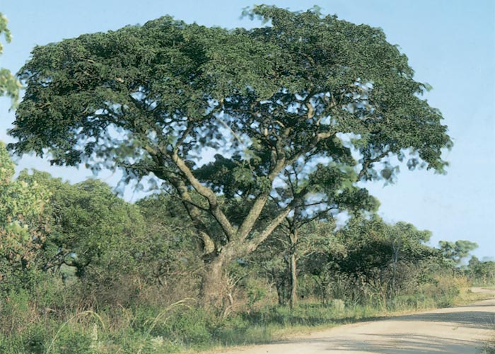 Central Nervous System