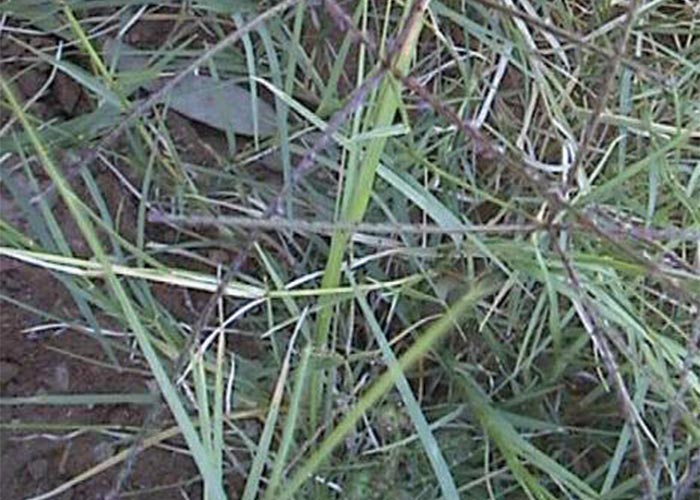 Central Nervous System