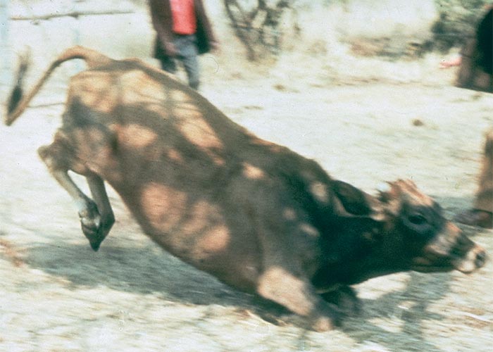 Central Nervous System