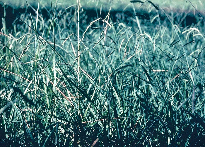 Central Nervous System