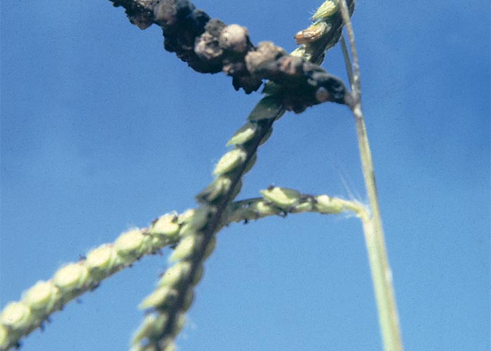 Central Nervous System