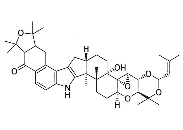 Central Nervous System