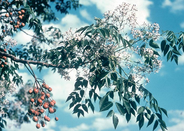 Central Nervous System