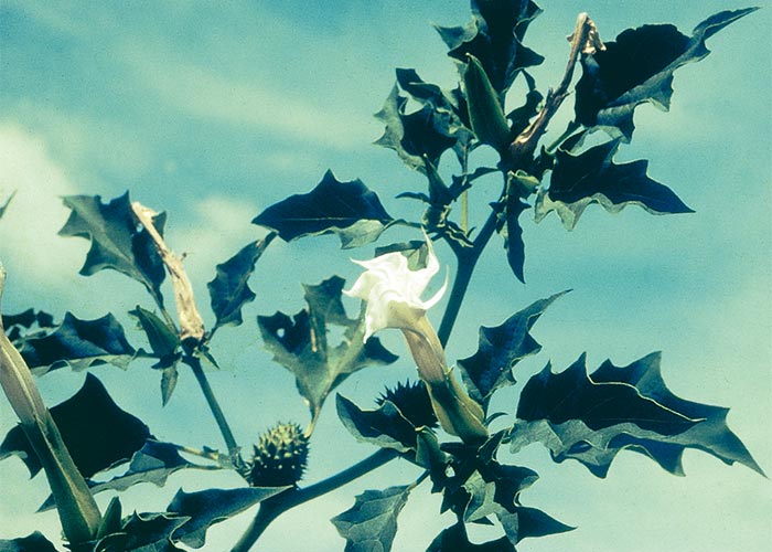 Central Nervous System